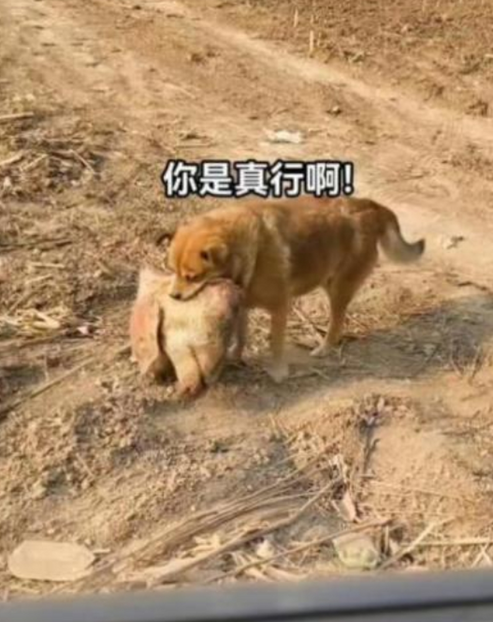 鲁大师